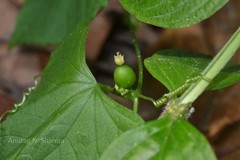 Solena amplexicaulis